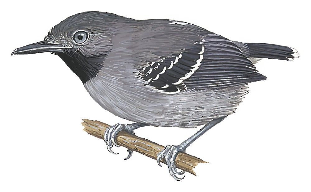 Band-tailed Antbird / Hypocnemoides maculicauda