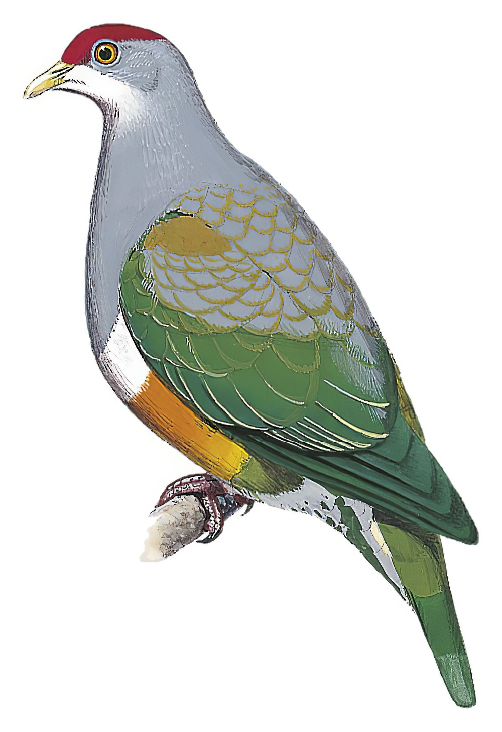 Wallace\'s Fruit-Dove / Ptilinopus wallacii
