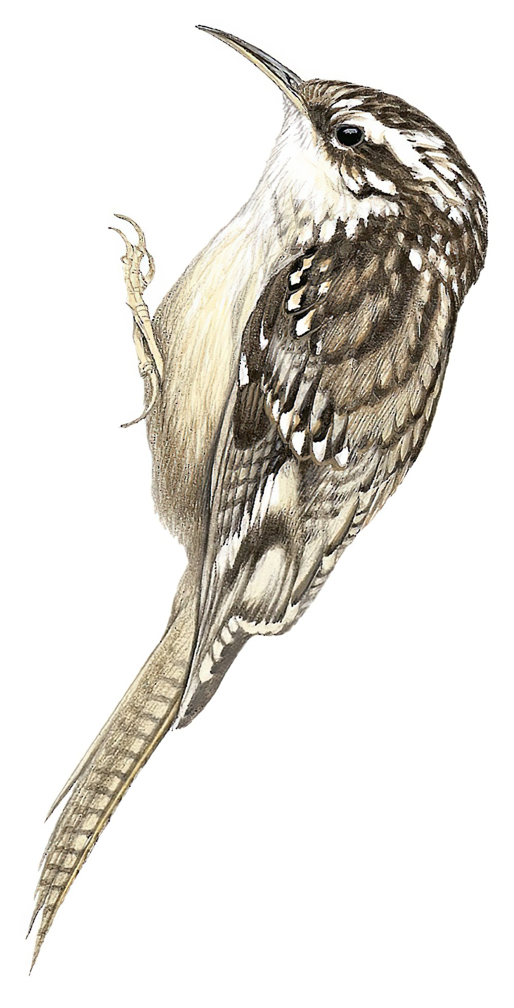 Bar-tailed Treecreeper / Certhia himalayana