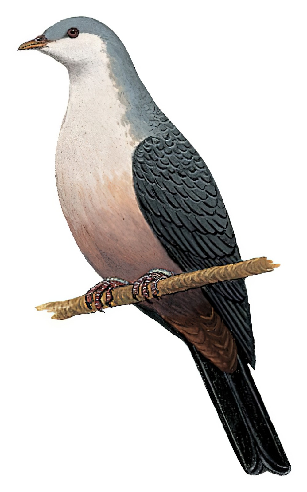 Buru Mountain-Pigeon / Gymnophaps mada