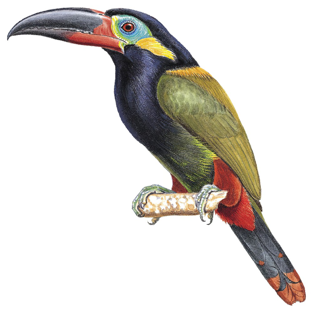 Guianan Toucanet / Selenidera piperivora