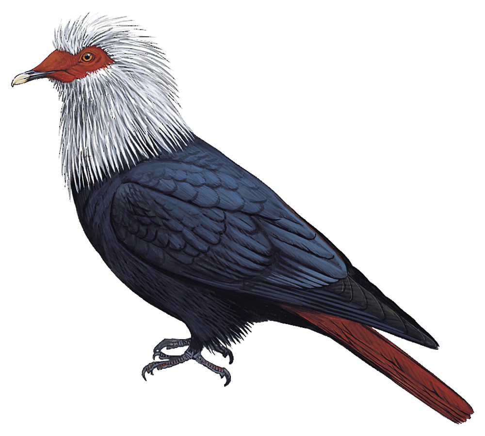 Mauritius Blue-Pigeon / Alectroenas nitidissimus