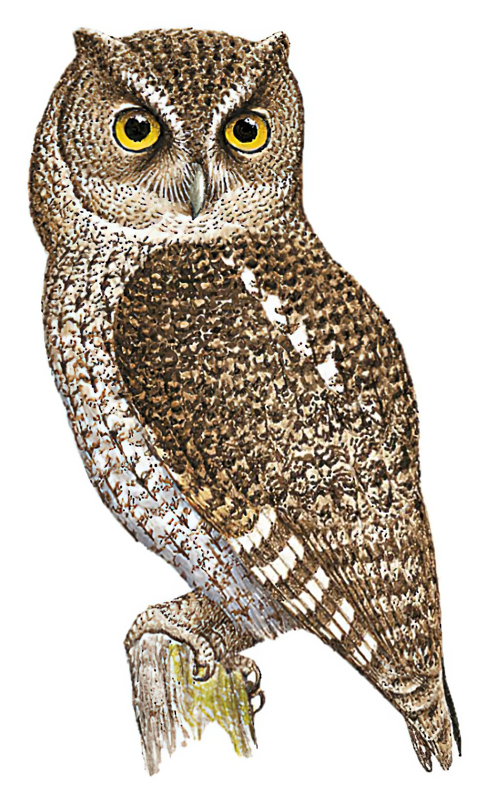 Middle American Screech-Owl / Megascops guatemalae