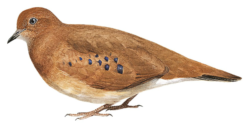 Blue-eyed Ground Dove / Columbina cyanopis