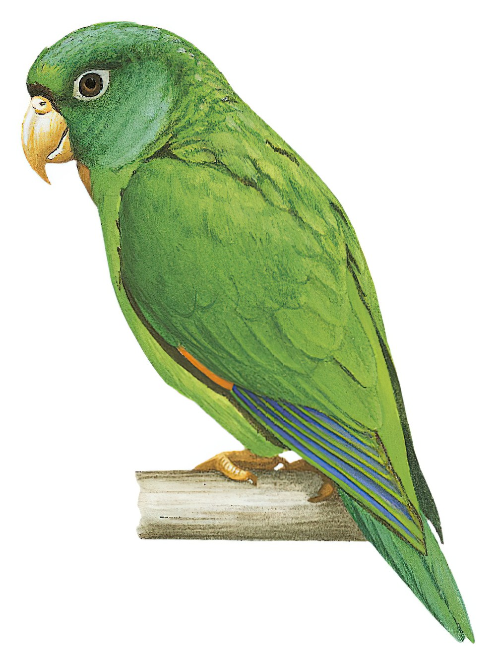 Golden-winged Parakeet / Brotogeris chrysoptera
