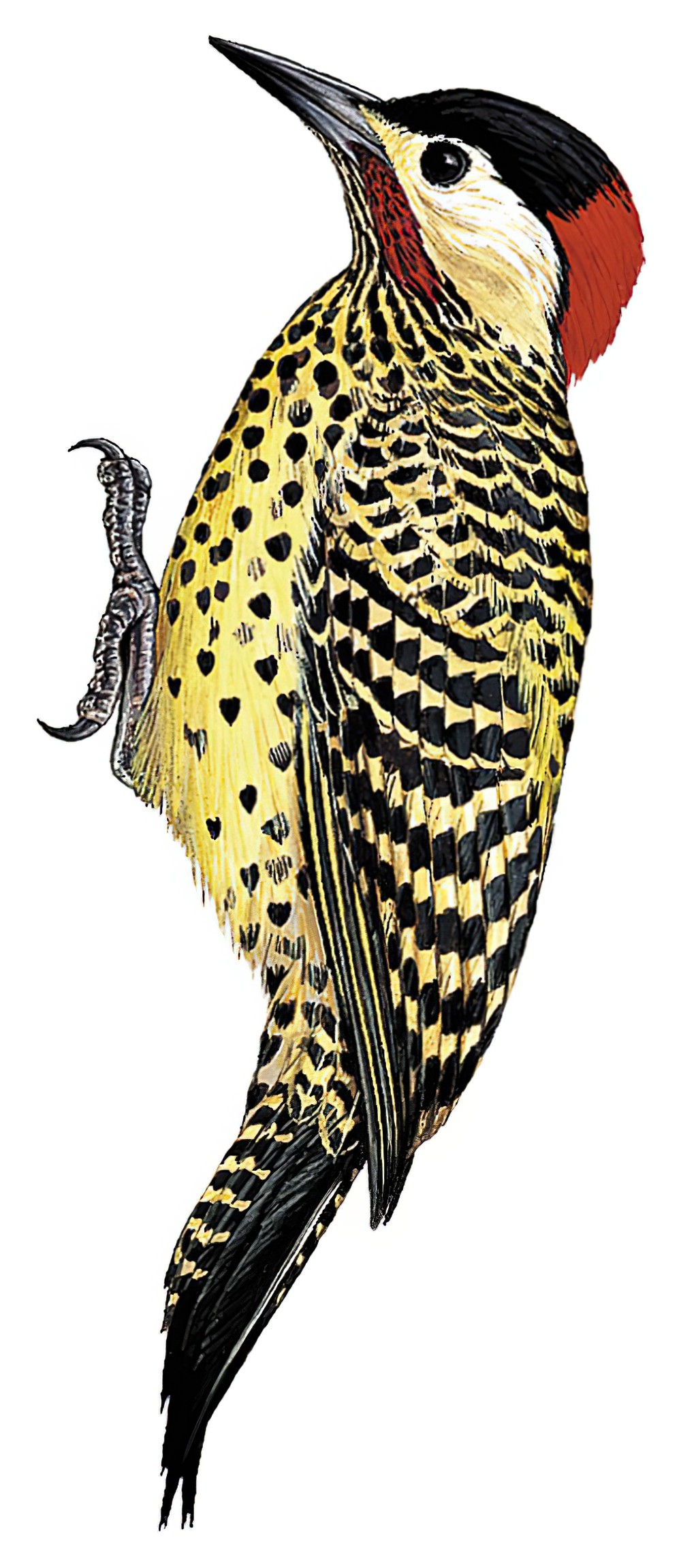 Green-barred Woodpecker / Colaptes melanochloros