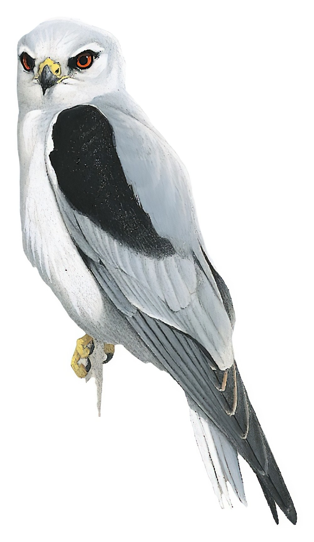 Black-shouldered Kite / Elanus axillaris