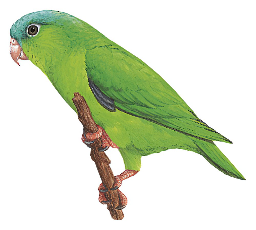 Amazonian Parrotlet / Nannopsittaca dachilleae
