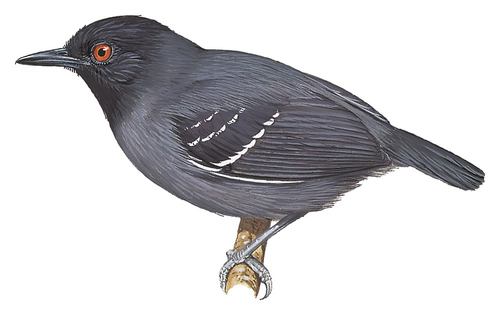 Black-tailed Antbird / Myrmoborus melanurus