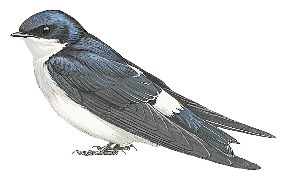 Chilean Swallow / Tachycineta leucopyga