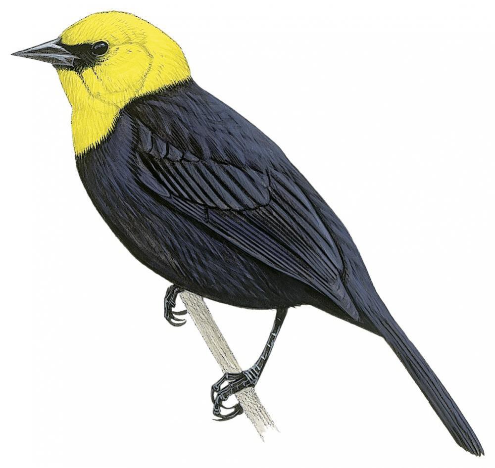 Yellow-hooded Blackbird / Chrysomus icterocephalus