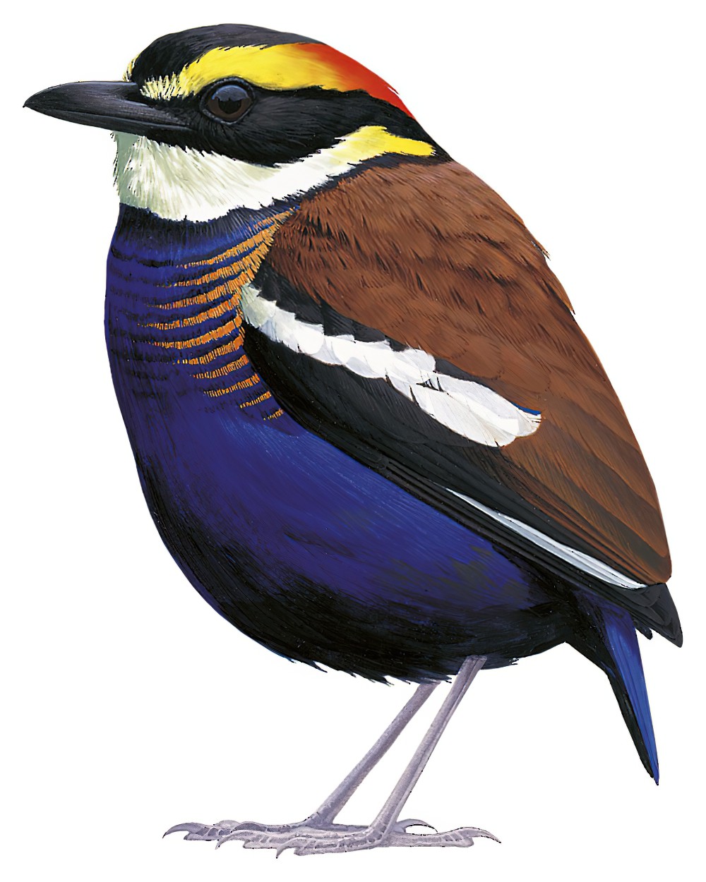 Malayan Banded-Pitta / Hydrornis irena