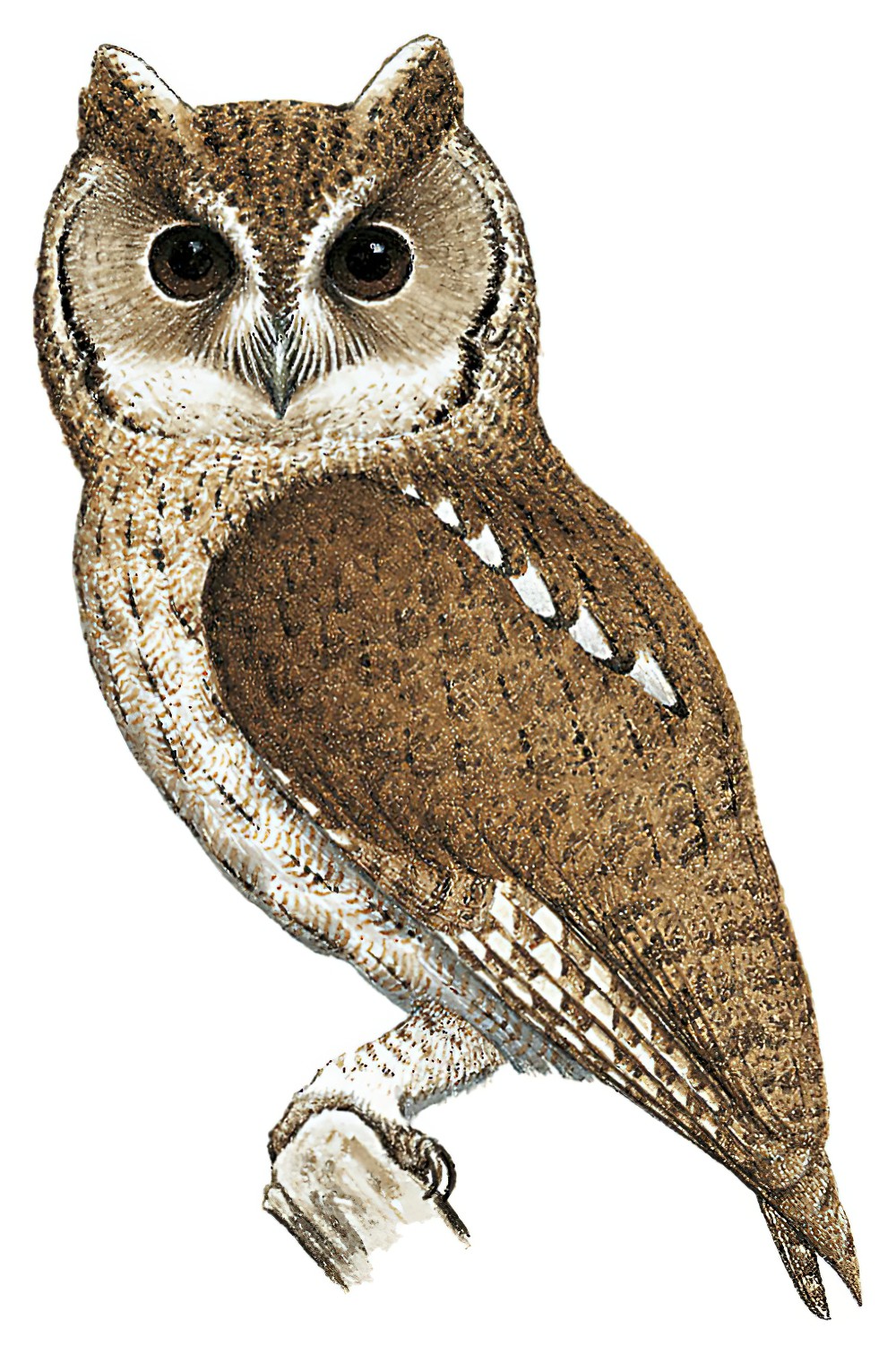 Balsas Screech-Owl / Megascops seductus
