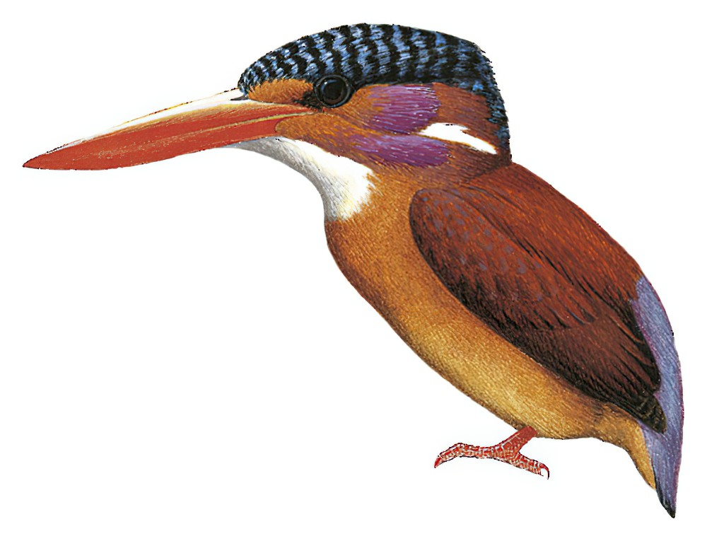 Sulawesi Dwarf-Kingfisher / Ceyx fallax