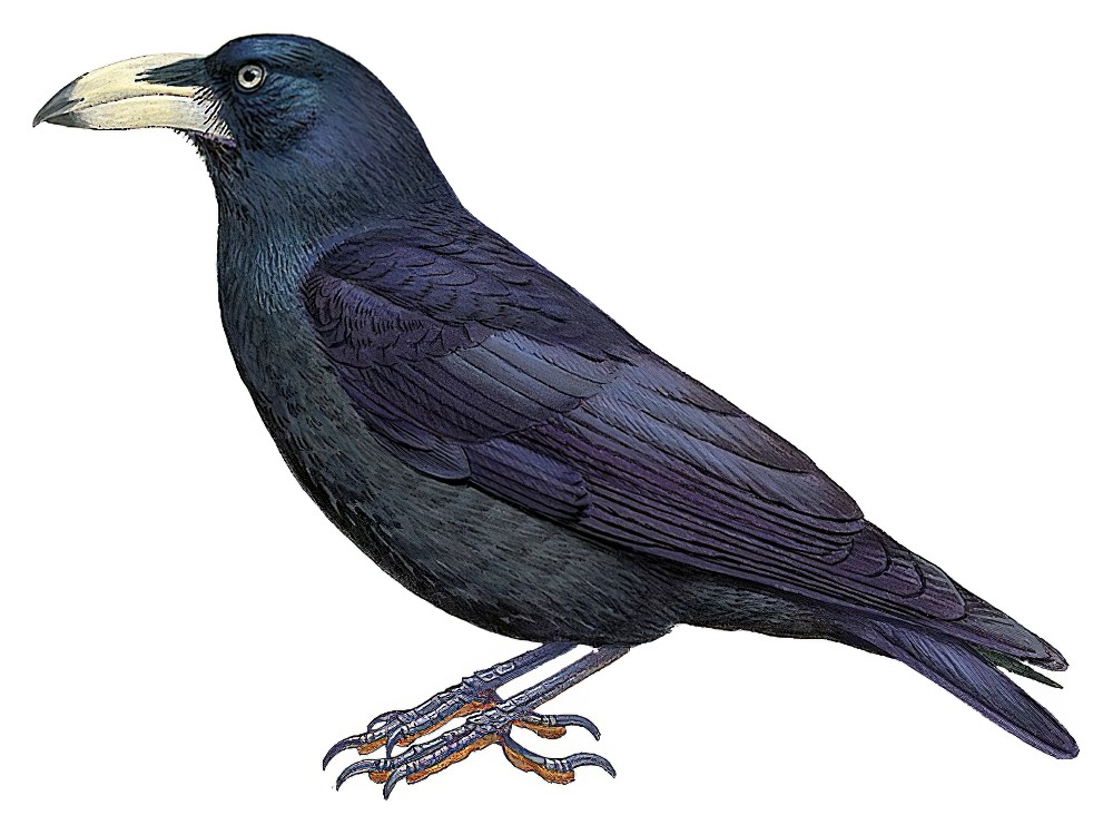 Guadalcanal Crow / Corvus woodfordi