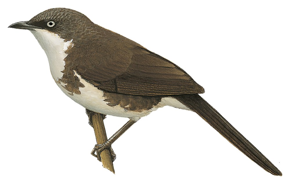 Northern Pied-Babbler / Turdoides hypoleuca