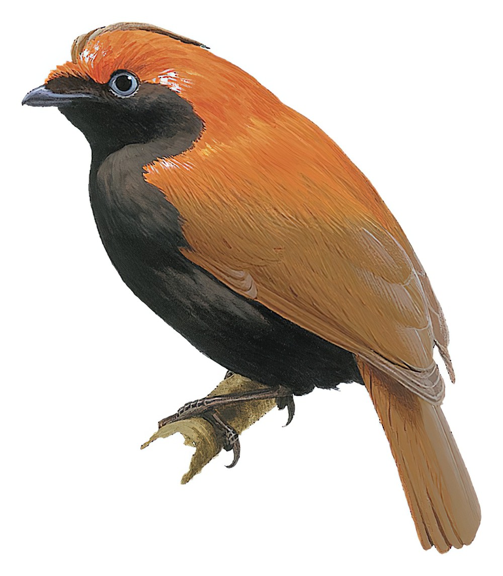 Crested Satinbird / Cnemophilus macgregorii