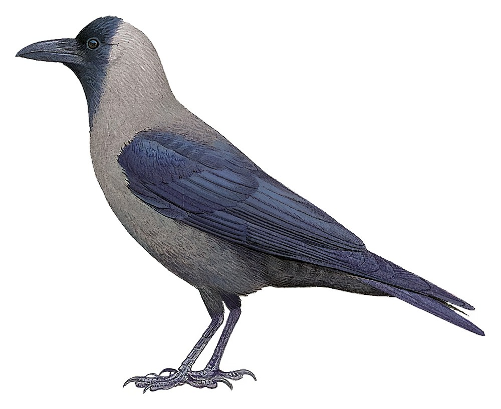 House Crow / Corvus splendens