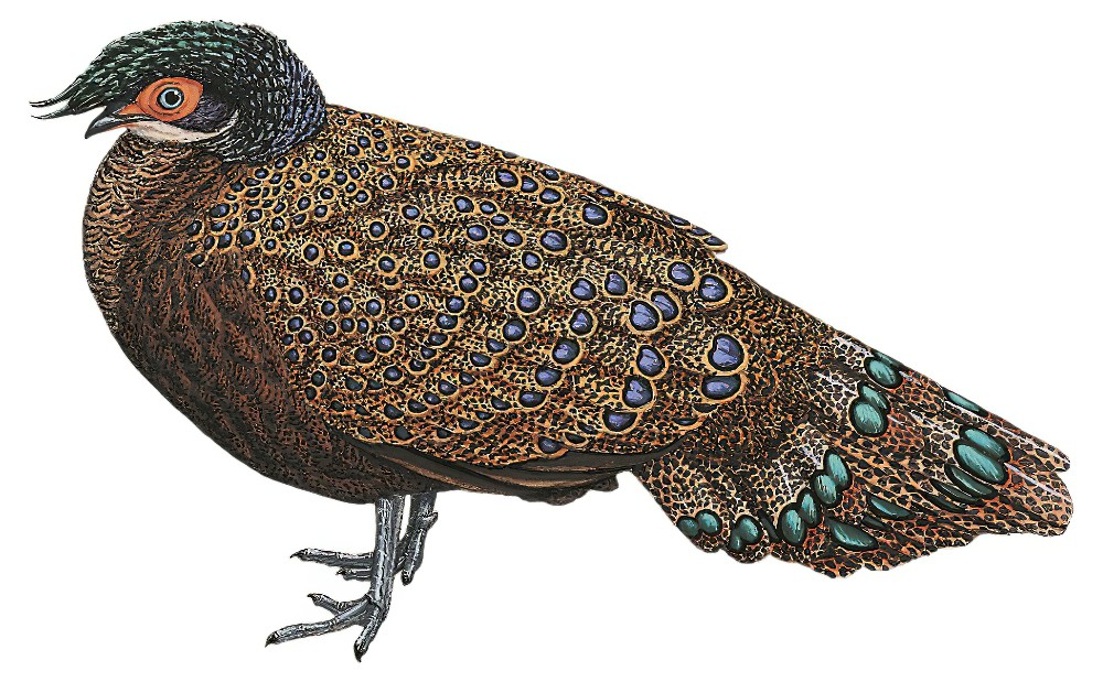 Malayan Peacock-Pheasant / Polyplectron malacense
