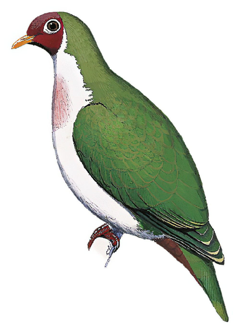 Jambu Fruit-Dove / Ptilinopus jambu