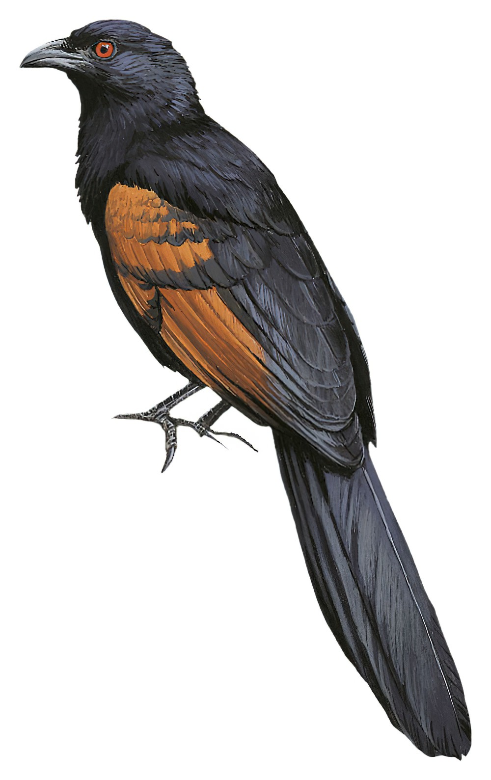 Sunda Coucal / Centropus nigrorufus