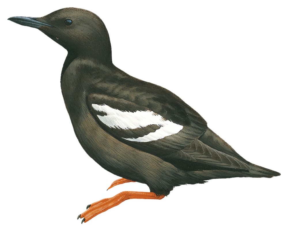 Pigeon Guillemot / Cepphus columba