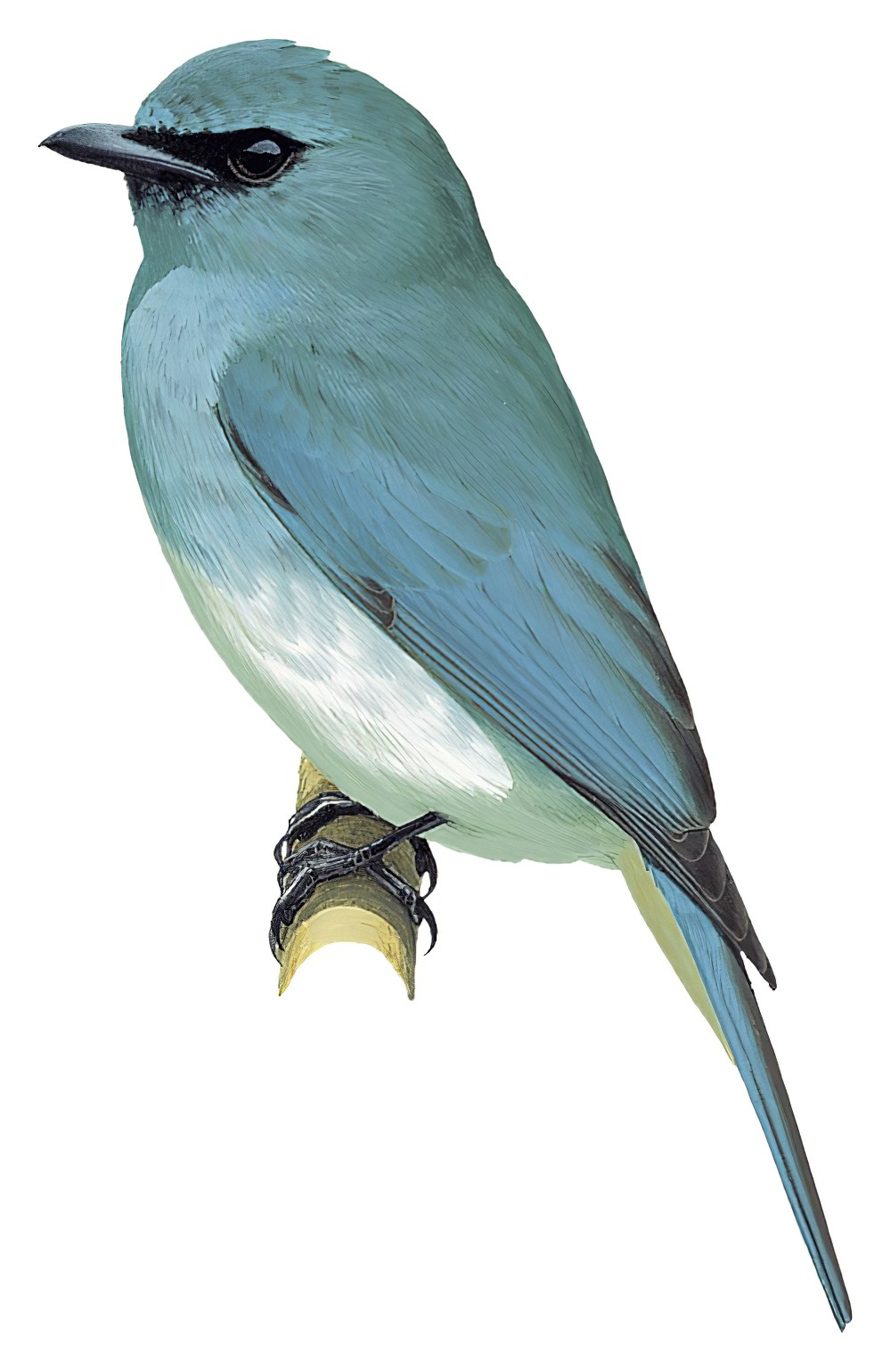 Turquoise Flycatcher / Eumyias panayensis