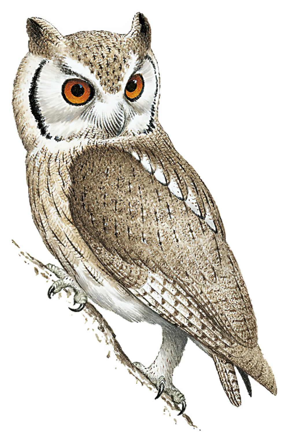 Northern White-faced Owl / Ptilopsis leucotis