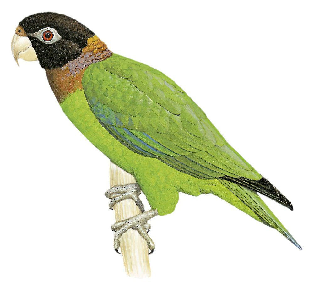 Caica Parrot / Pyrilia caica