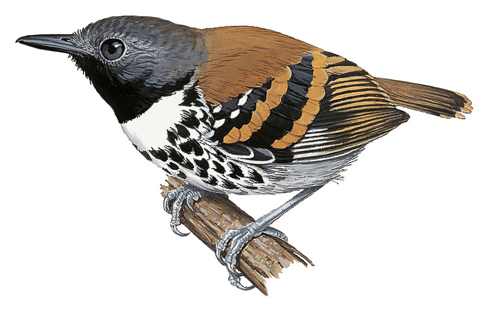 Spotted Antbird / Hylophylax naevioides