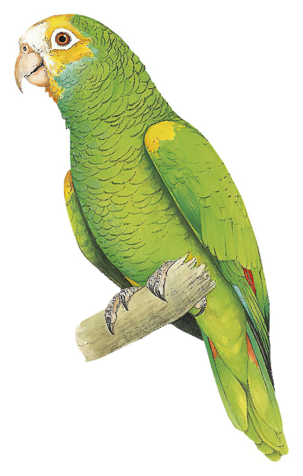 Yellow-shouldered Parrot / Amazona barbadensis