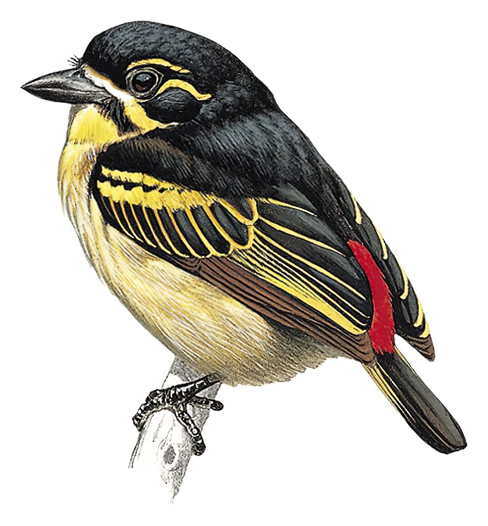 Red-rumped Tinkerbird / Pogoniulus atroflavus