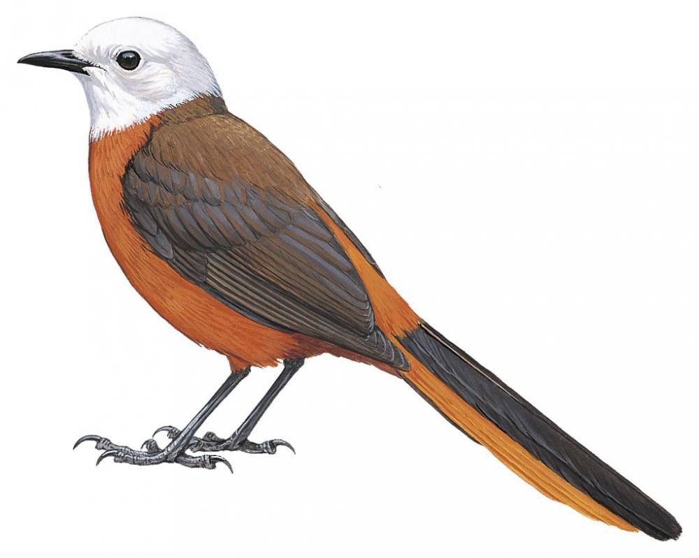 White-headed Robin-Chat / Cossypha heinrichi