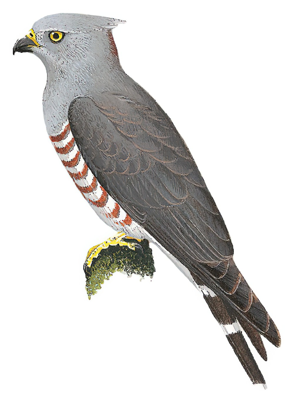 African Cuckoo-Hawk / Aviceda cuculoides