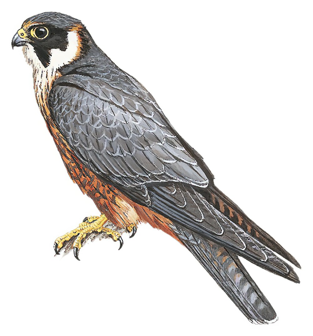 Australian Hobby / Falco longipennis