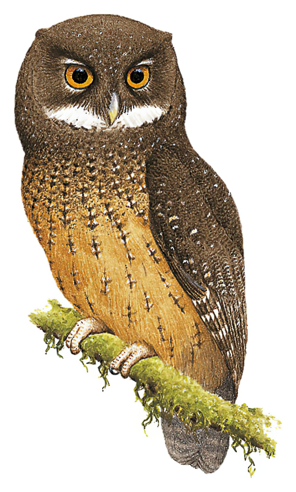 White-throated Screech-Owl / Megascops albogularis
