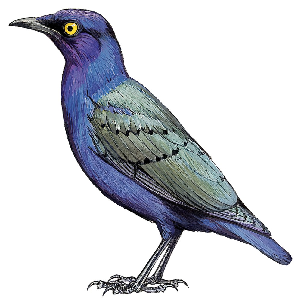 Purple Starling / Lamprotornis purpureus