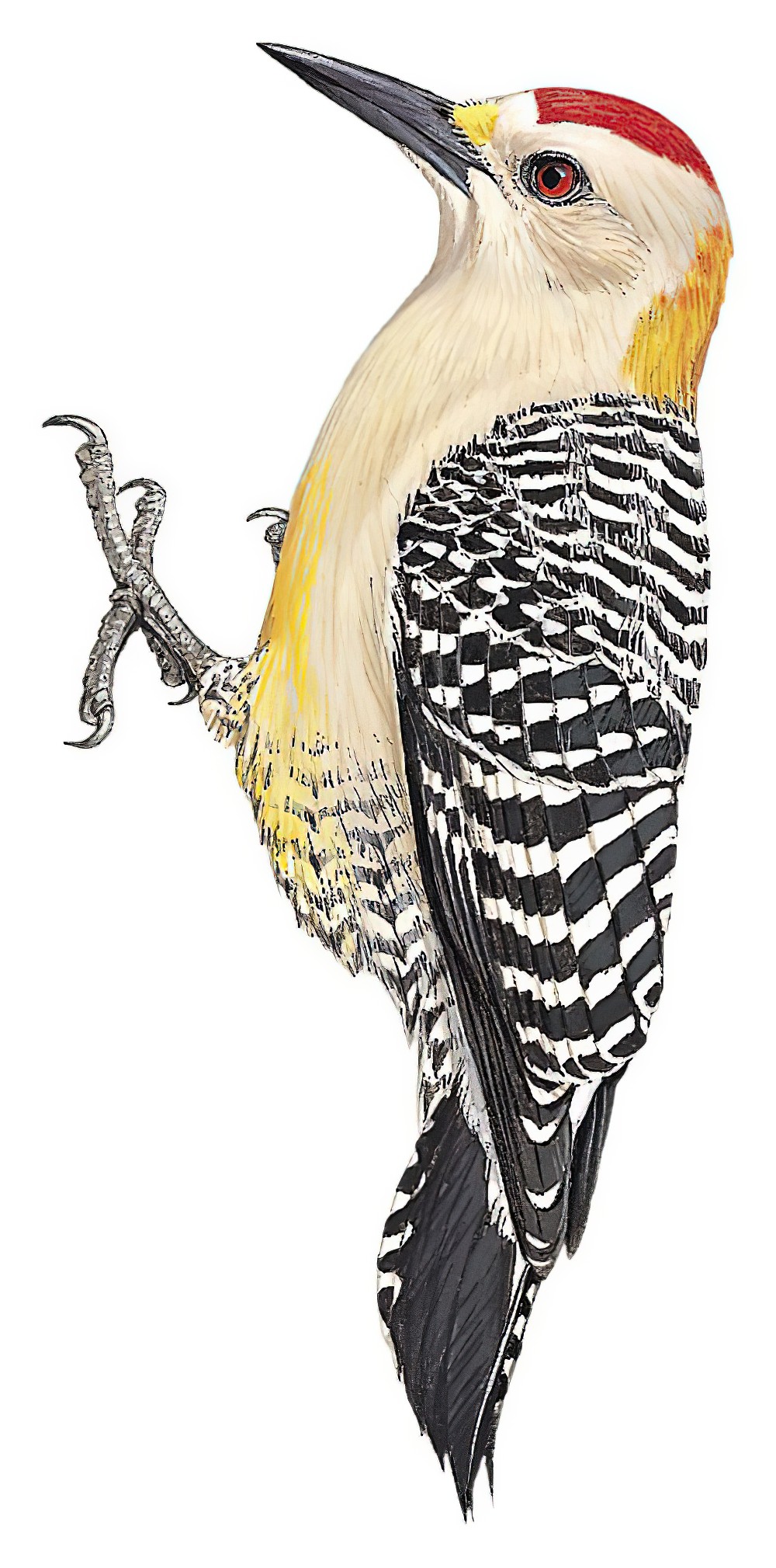 Hoffmann\'s Woodpecker / Melanerpes hoffmannii