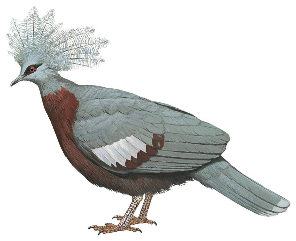 Scheepmaker\'s Crowned-Pigeon / Goura scheepmakeri