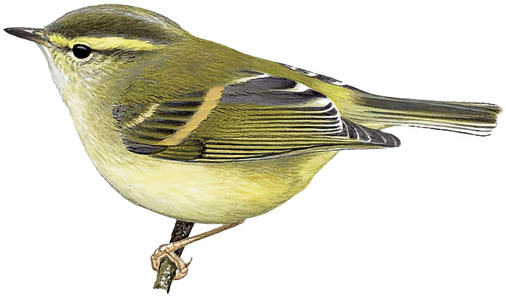 Buff-barred Warbler / Phylloscopus pulcher