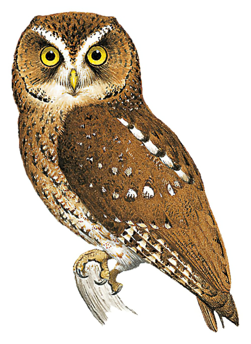 Sao Tome Scops-Owl / Otus hartlaubi