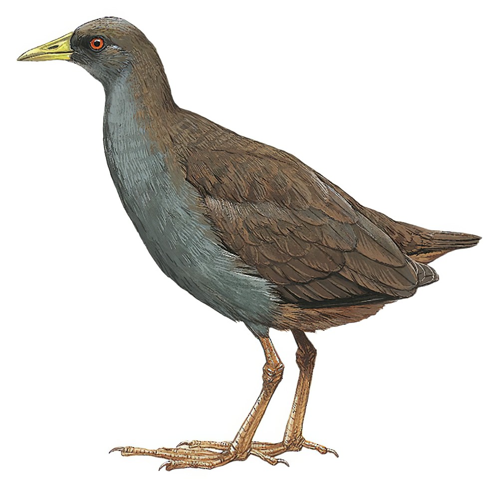Plain Bush-hen / Amaurornis olivacea