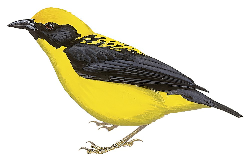 Yellow-capped Weaver / Ploceus dorsomaculatus