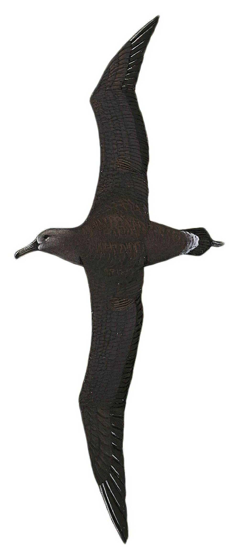 Black-footed Albatross / Phoebastria nigripes