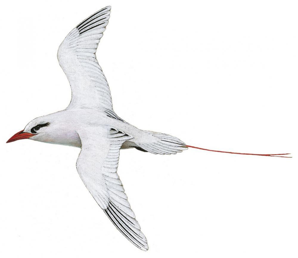 Red-tailed Tropicbird / Phaethon rubricauda