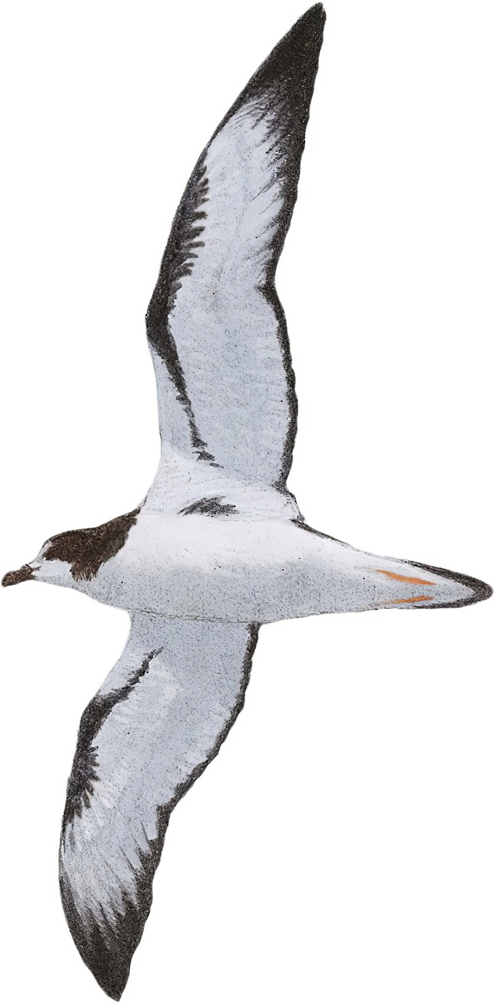 Galapagos Petrel / Pterodroma phaeopygia