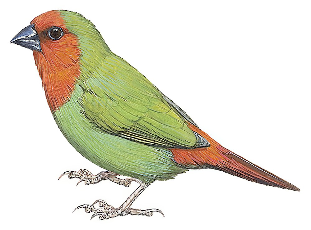 Red-throated Parrotfinch / Erythrura psittacea