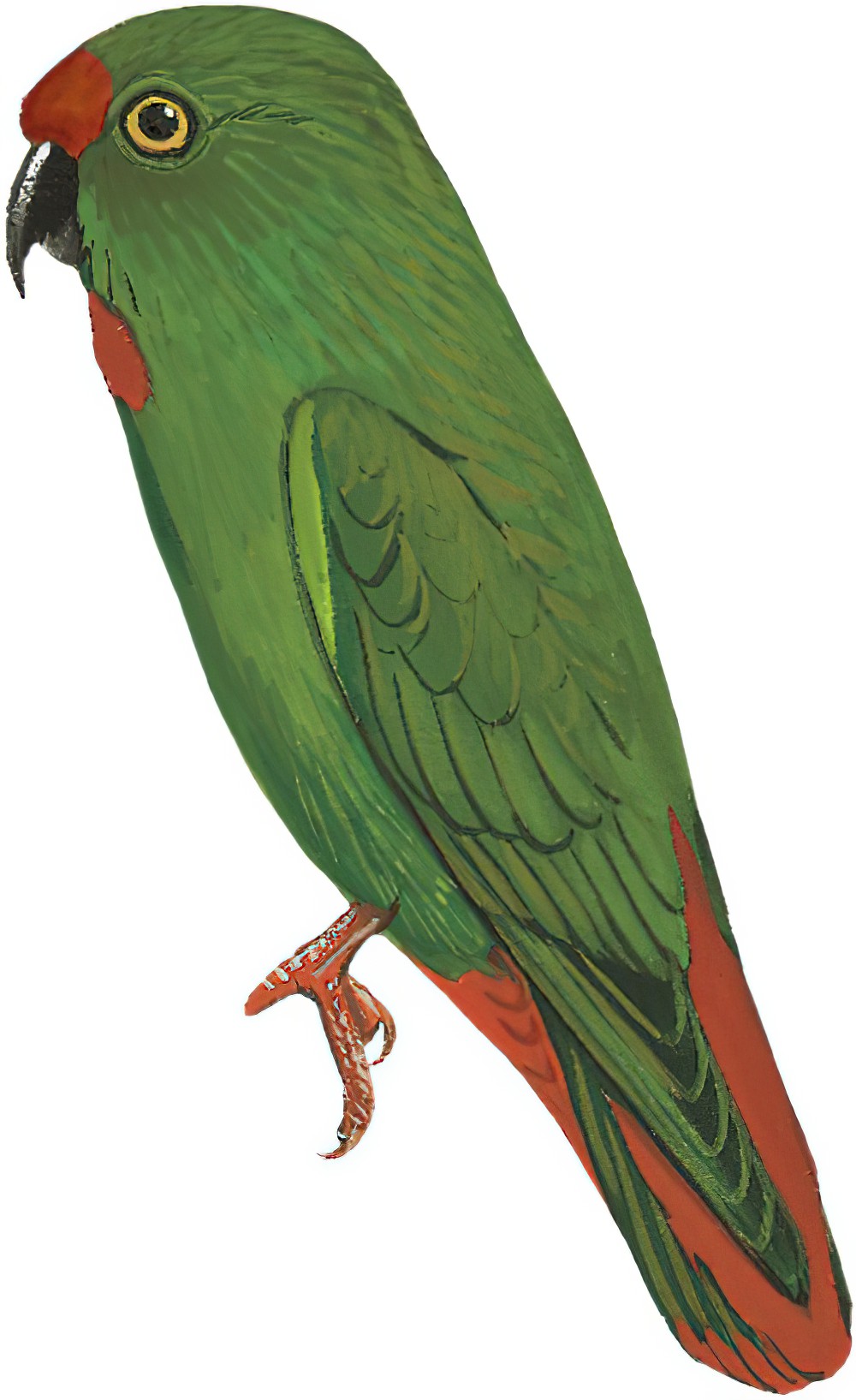 Sangihe Hanging-Parrot / Loriculus catamene