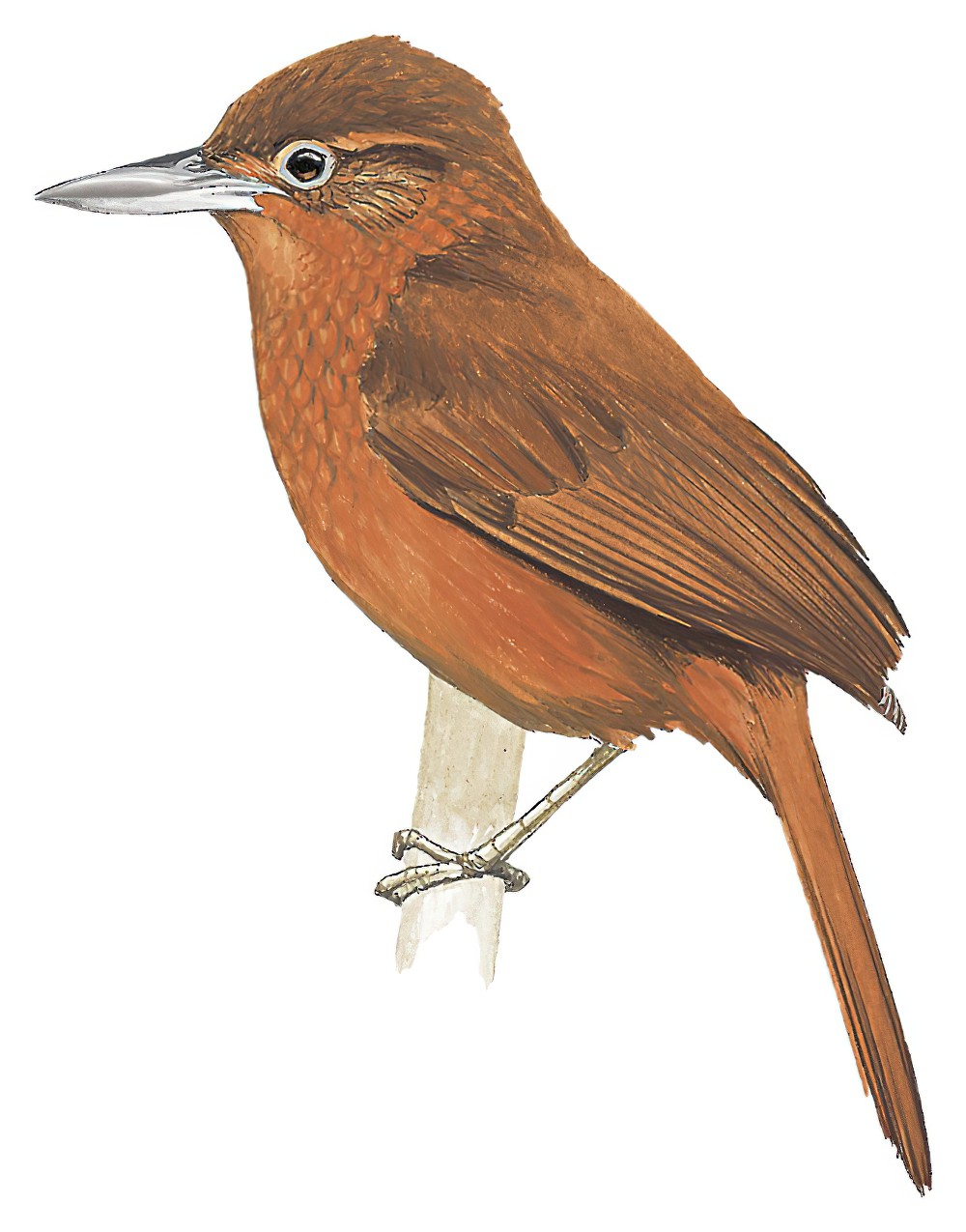 Peruvian Recurvebill / Syndactyla ucayalae