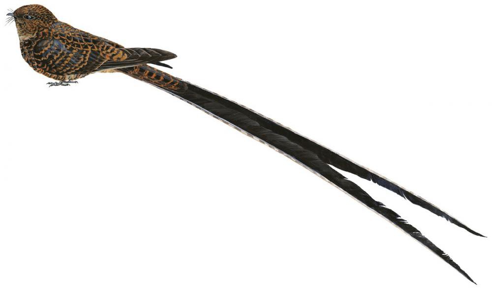 Swallow-tailed Nightjar / Uropsalis segmentata